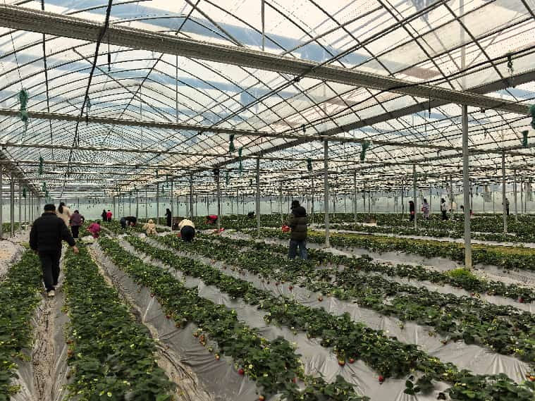 板塘街道開展“三八”婦女節(jié)踏春活動(dòng) 巾幗同行邂逅田園之美