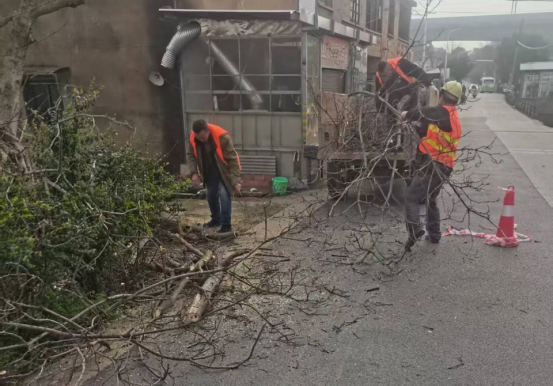 桥湾社区板塘合作社：践行“三听三问” 修剪行道树除隐患保平安