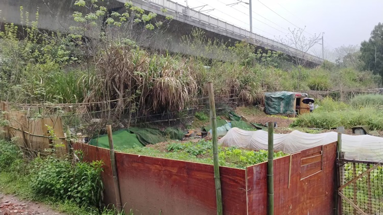 昭山鎮(zhèn)路口社區(qū)常態(tài)化開展鐵路護(hù)路巡查防護(hù)工作