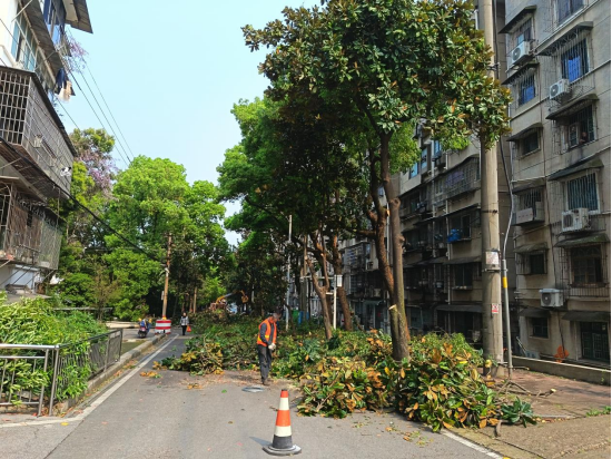 紗廠街社區(qū)開(kāi)展春季樹(shù)木修剪專(zhuān)項(xiàng)行動(dòng)