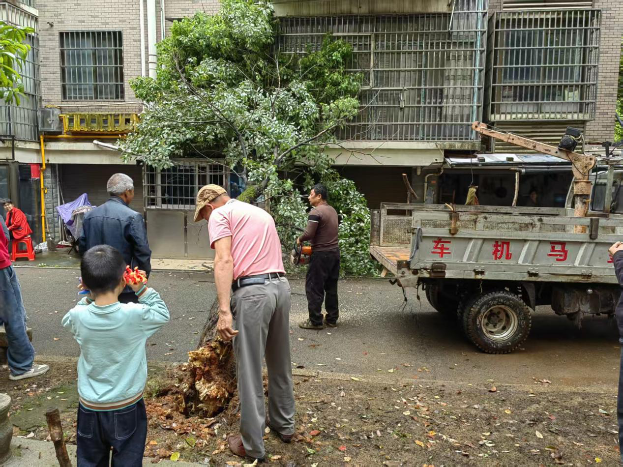 双马街道国强社区：修缮涵洞照明灯 清理危树保安全