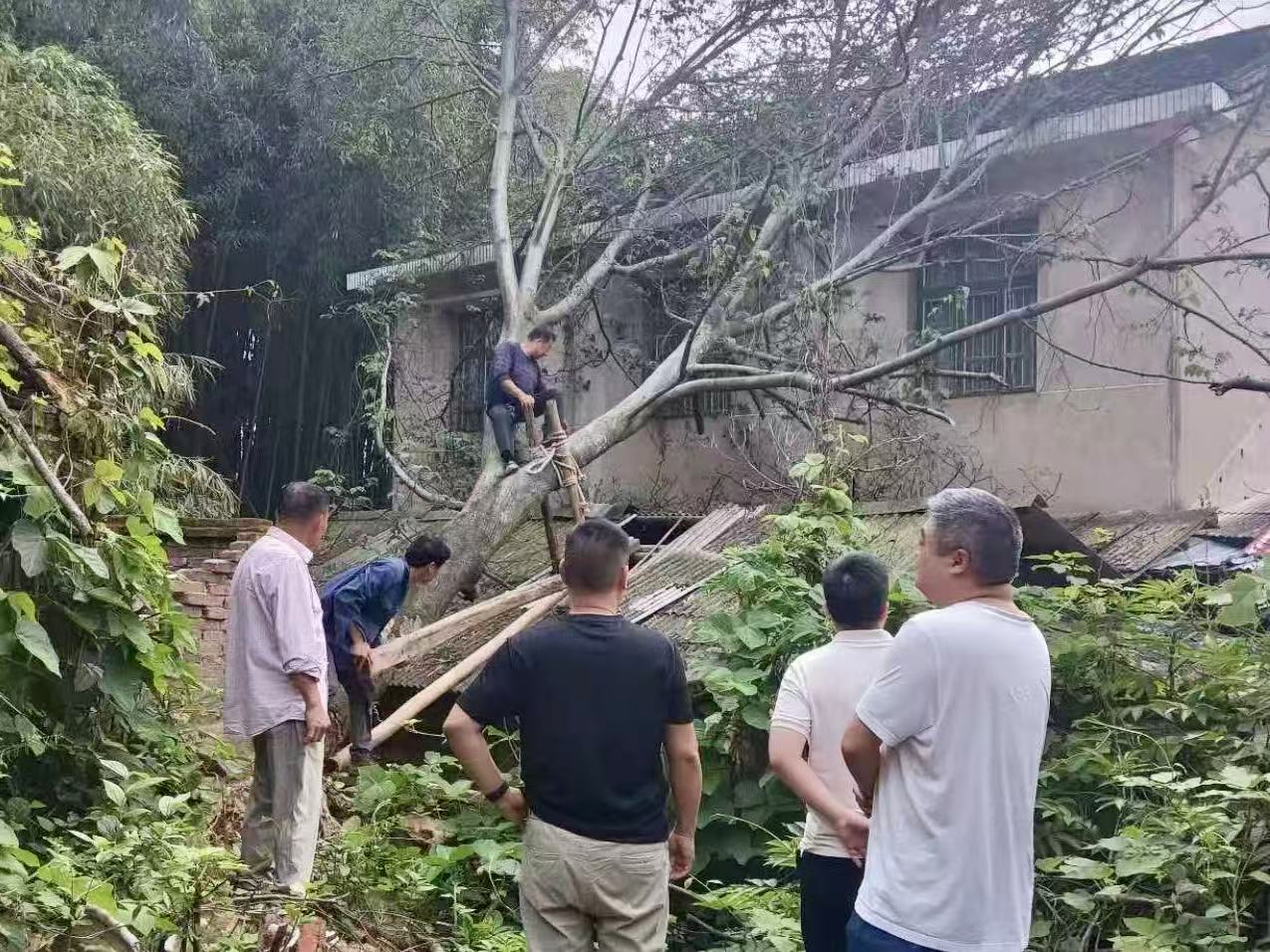 新华村：老树倾倒压房顶 迅速行动解民忧