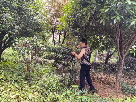 红旗社区组织退役军人志愿者开展绿植修剪志愿活动