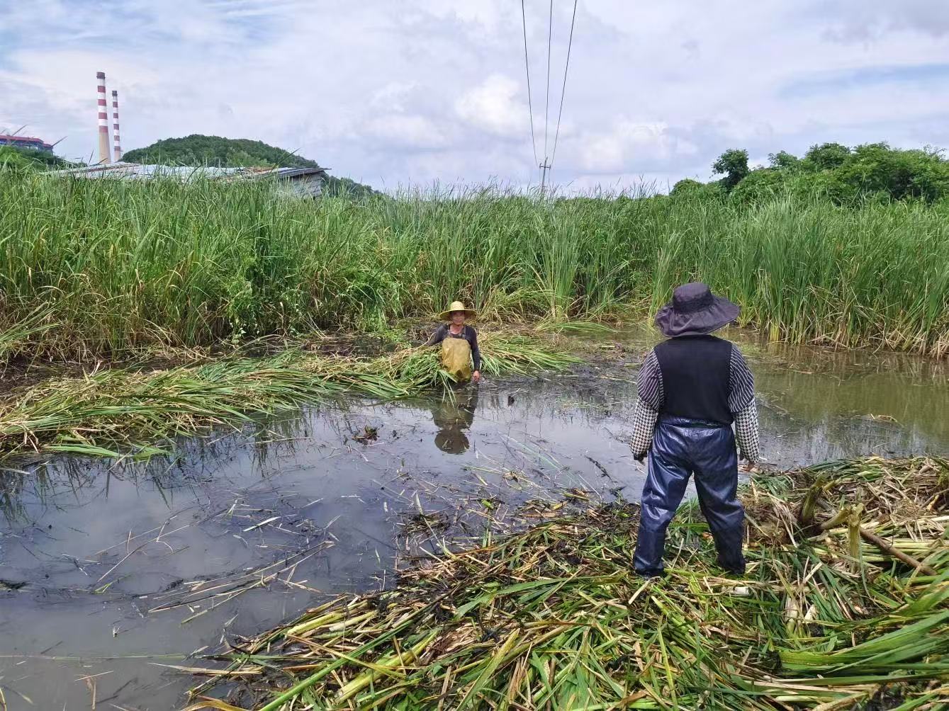 盘活闲置土地 国强社区特色产业赋能乡村振兴