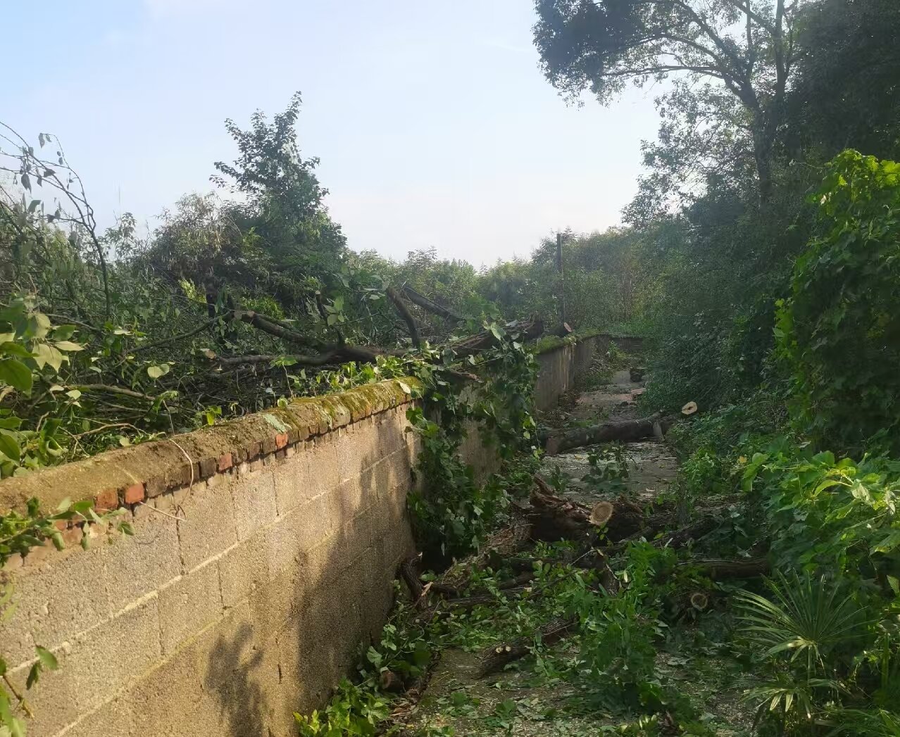 树倒阻路存隐患 快速清障保畅通——板塘合作社高效处置道路安全隐患