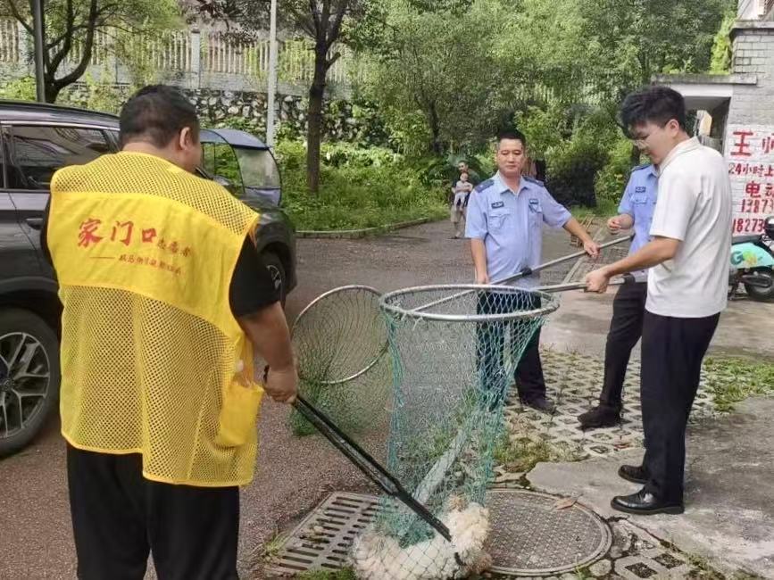 马家河社区：联合处置流浪犬 筑牢小区安全防线