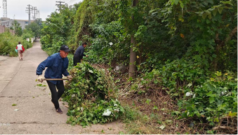 霞城村清理路边杂草路障 美化人居环境